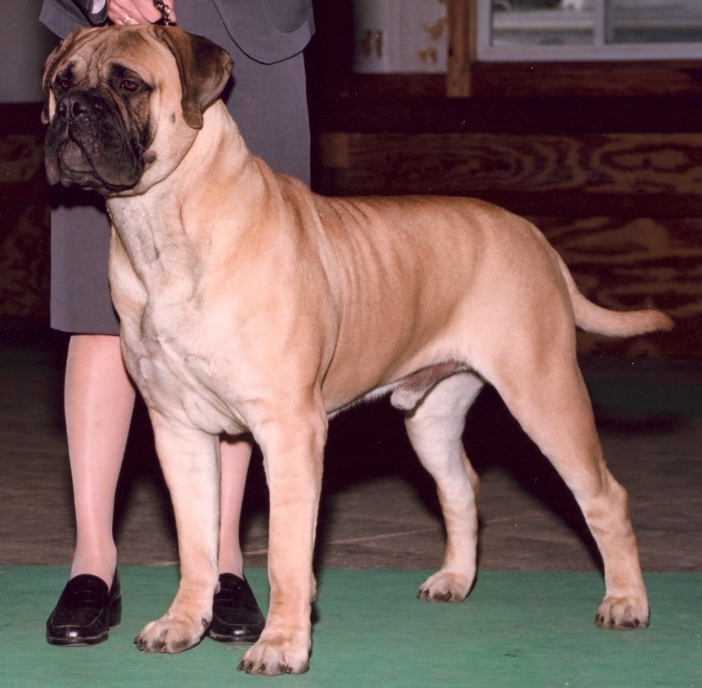 bullmastiff