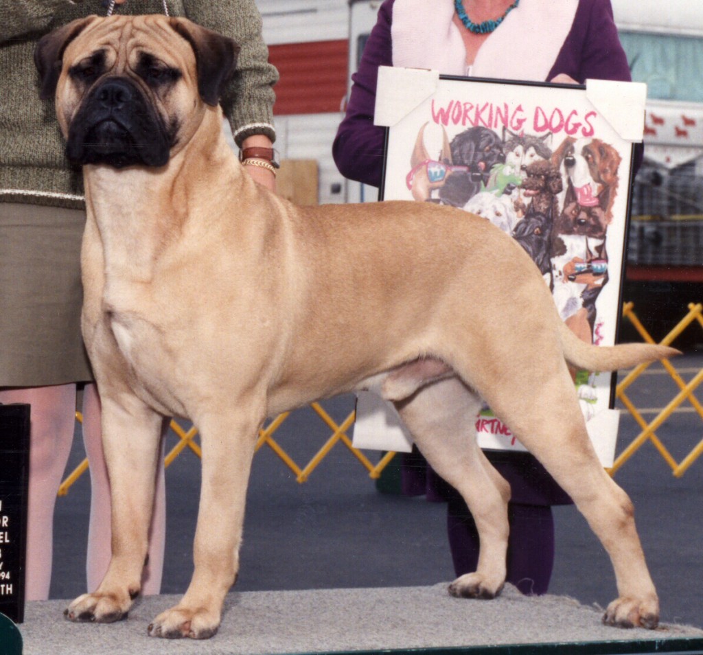 Bullmastiff Health Happylegs Bullmastiffs